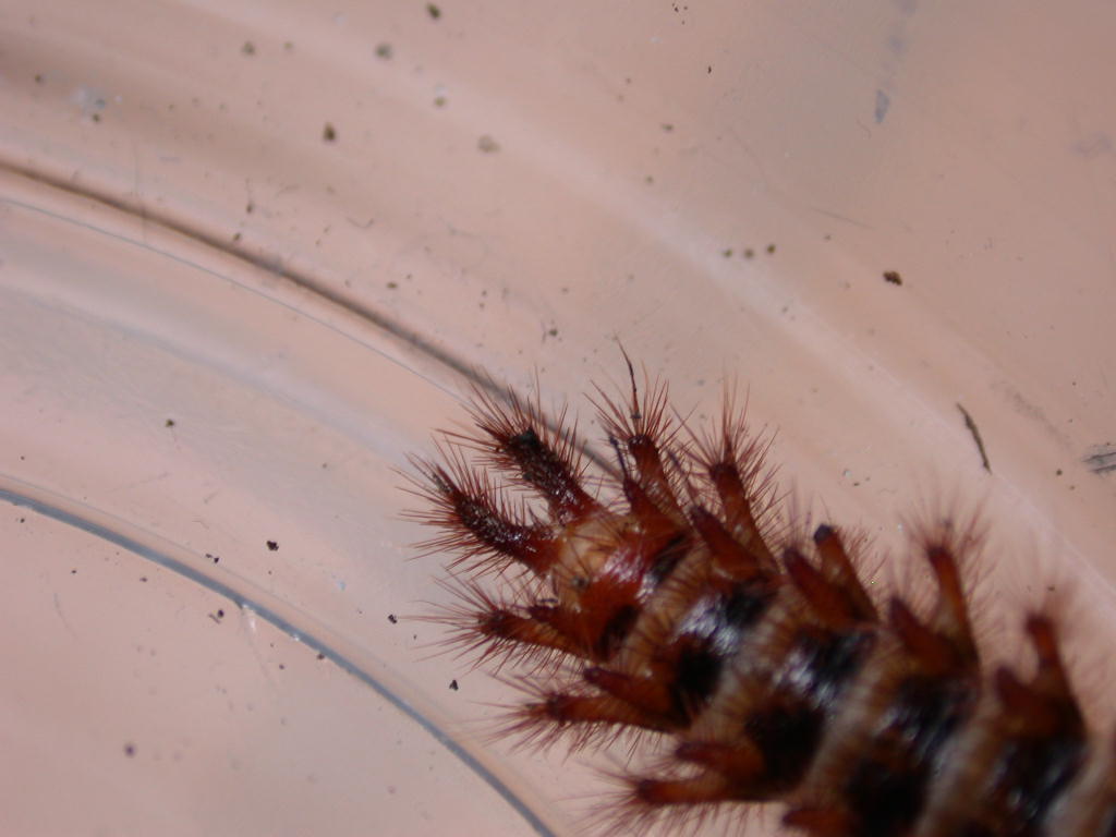 Larva di Drilidae